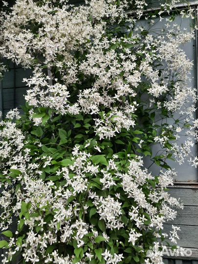 Клематис ректа