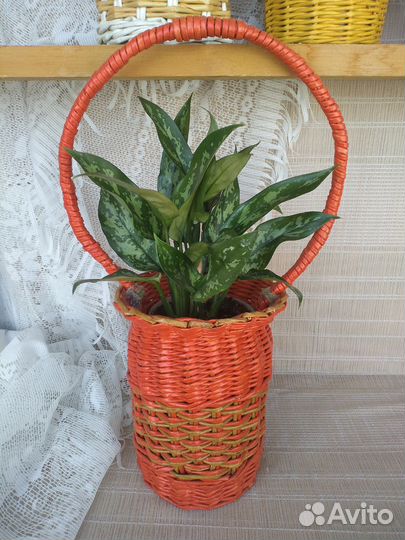 Аглаонема в плетёном кашпо