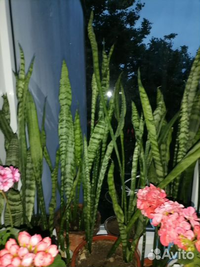 Сансевиерия