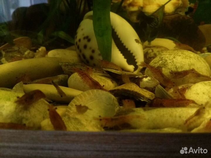 Аквариумные креветки