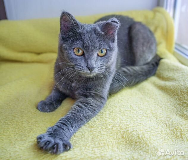 Миниатюрная кошечка