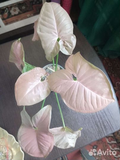 Комнатные цветы