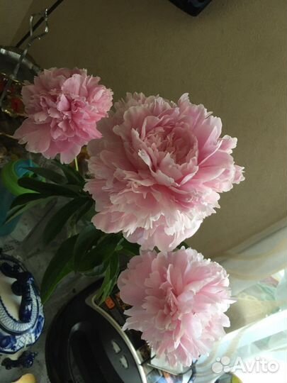 Пион Сара Бернар, Фестивальный старинн