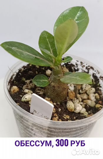 Саженцы адениум обессум