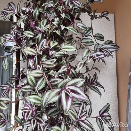 Традесканция зебрина