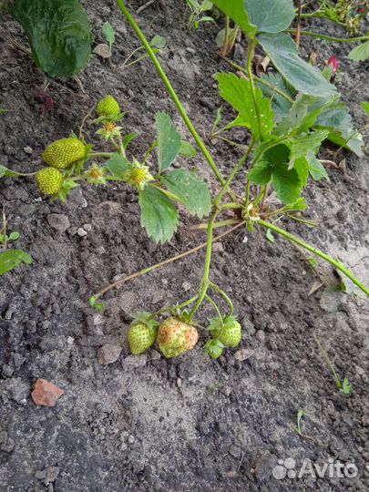 Рассада ремонтантной клубники