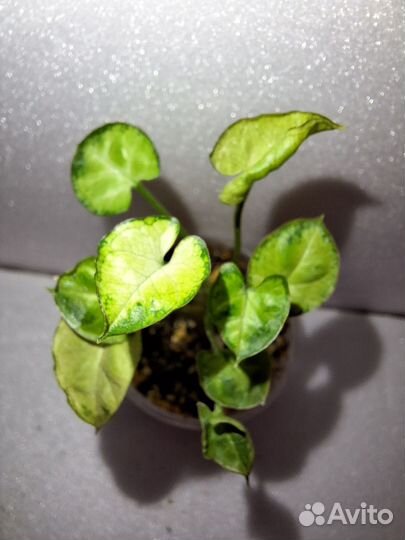 Сингониумы Австралия, Ангел беби, Макрофиллум