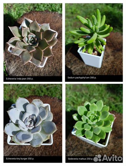 Суккуленты