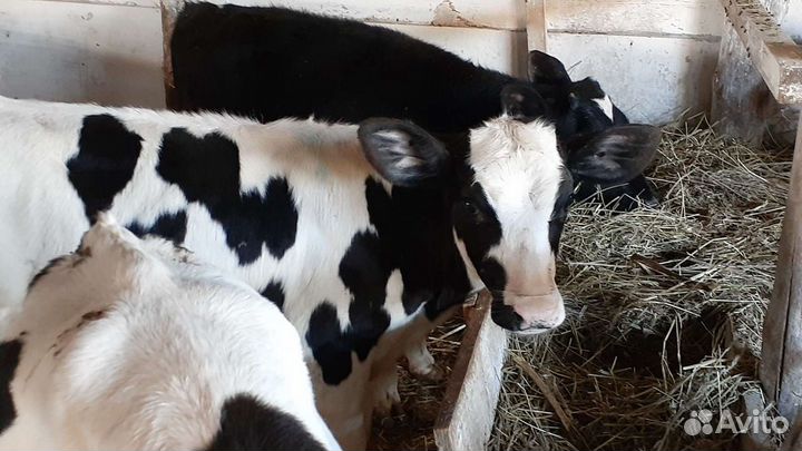 Бычки на откорм