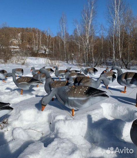 Профиля гусей, гусь охота