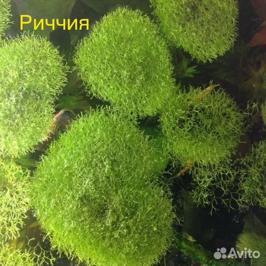 Растения для аквариума