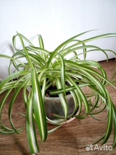 Хлорофитум