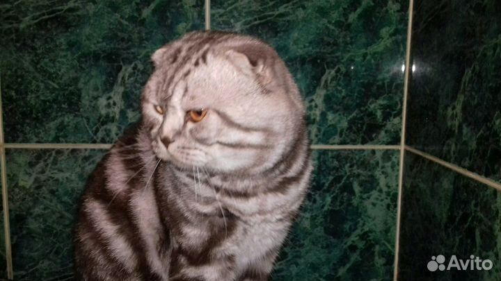 Приглашаем кошечек