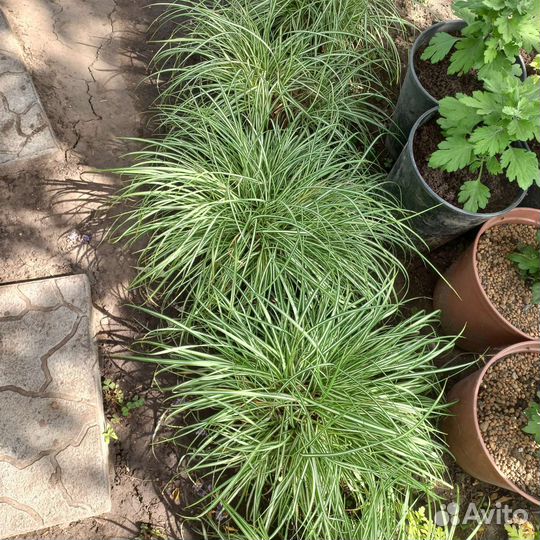 Осока Морроу пестролистная