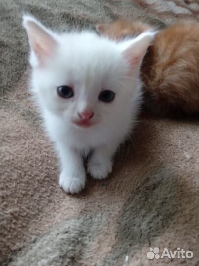 Котята в добрые руки бесплатно