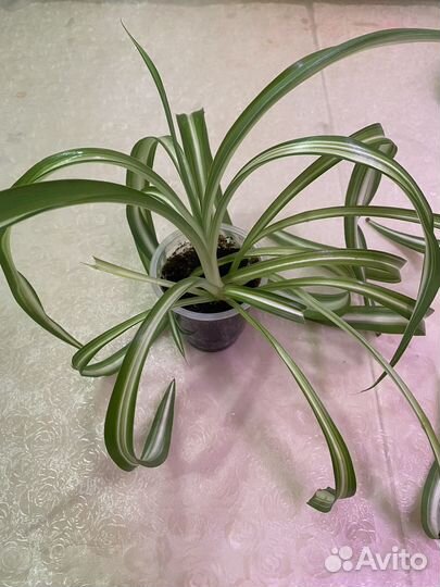 Хлорофитум бонни, лакмус