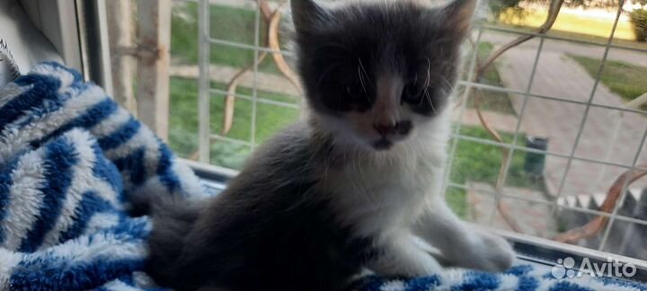 Кошка и котята в добрые руки