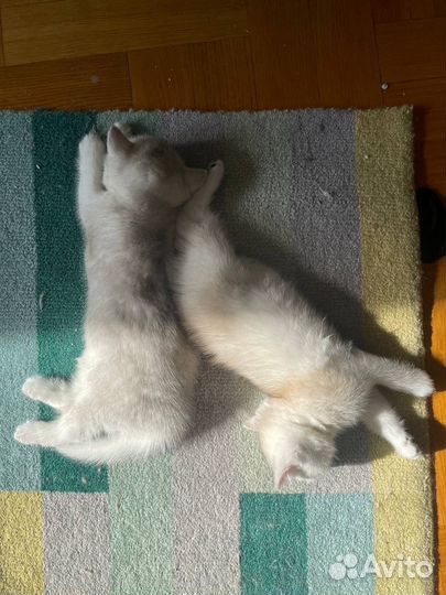 Британская шиншилла