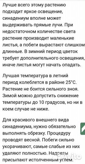 Синадениум Гранта