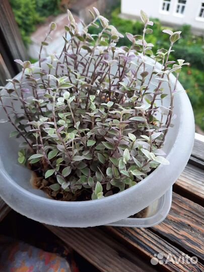 Каллизия ползучая 