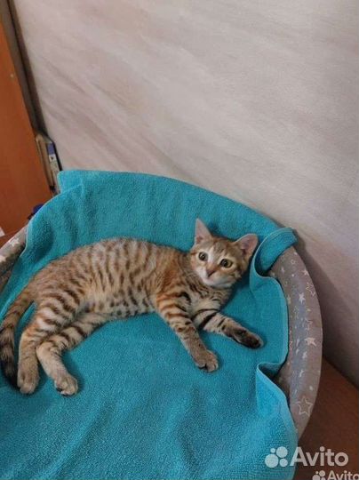 Котята ласковые в добрые руки в дар