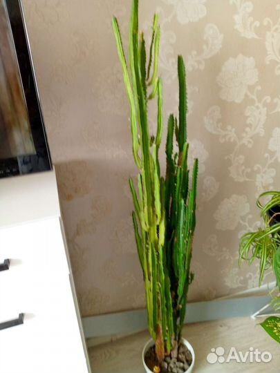 Молочай трехгранный