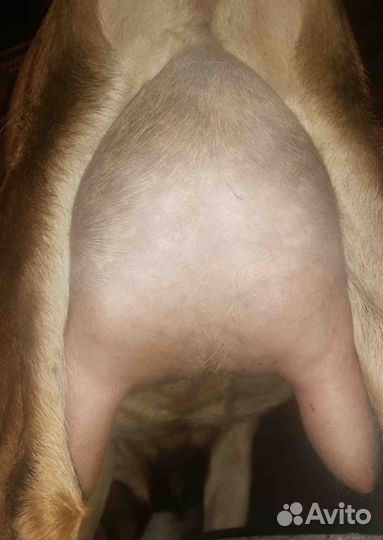 Коза дойная альпийская нубийская козочки доставка