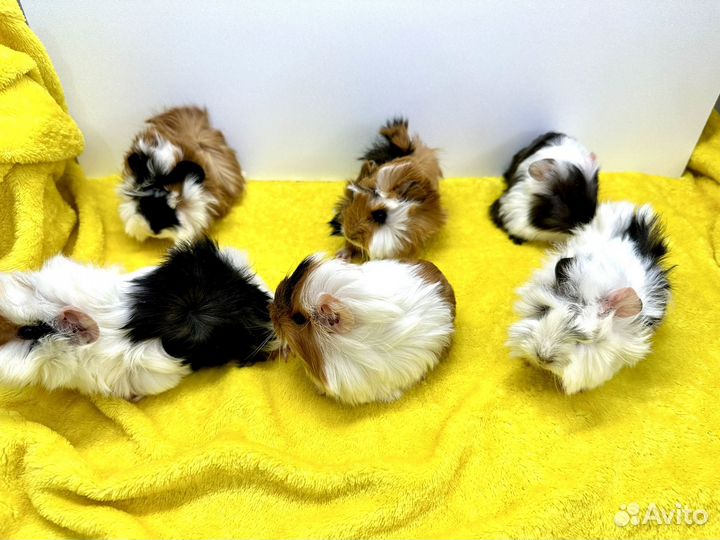 Морские свинки малыши