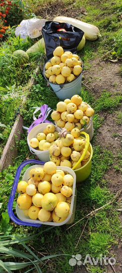 Продам груши