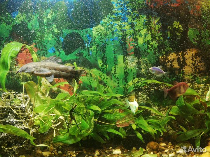 Аквариум и рыбки