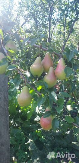 Саженцы груш сорта Велеса, Талгарская Красавица