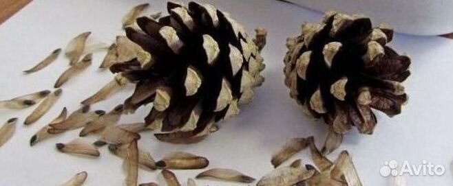 Доставка семян ели