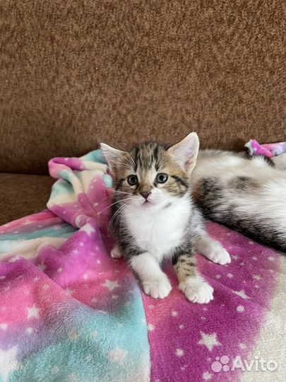 Котята в добрые руки приучены к лотку