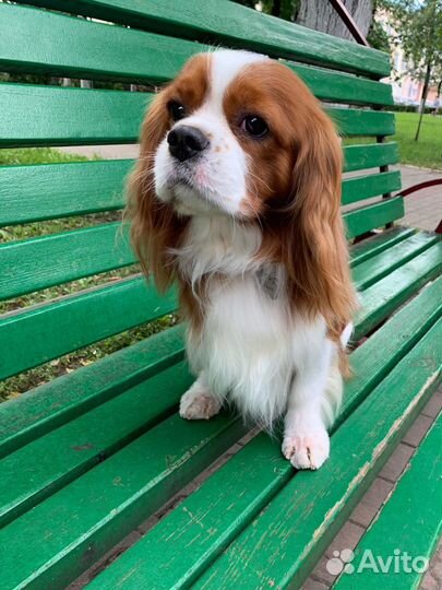 Кавалер кинг чарльз спаниель