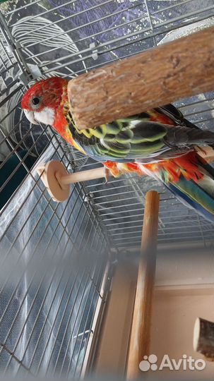 Попугай розелла