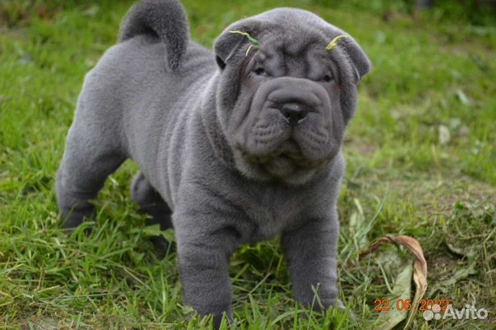 Щенки шарпея