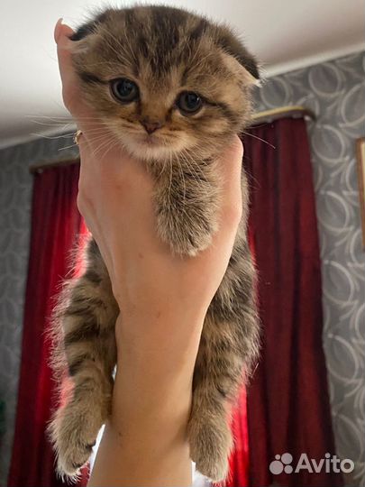Шотландские вислоухие котята