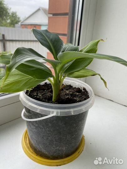 Банановая пальма