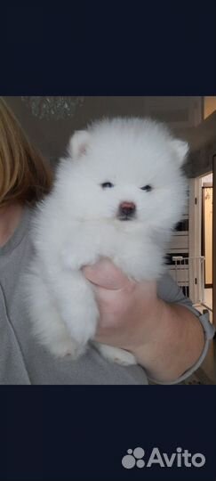 Шпицульки девочки