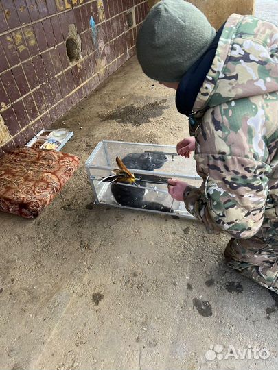 Отлов собак, кошек, енотов, лис