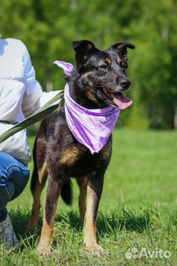 Собака в добрые руки отдам бесплатно