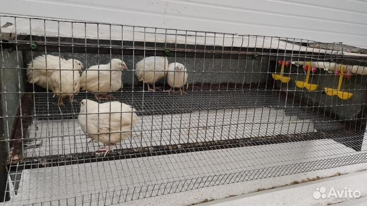 Перепела, клетка для перепелов