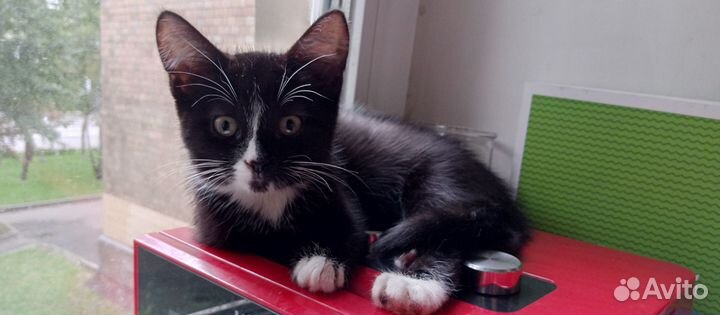 Милые котята ждут надежные и добрые руки