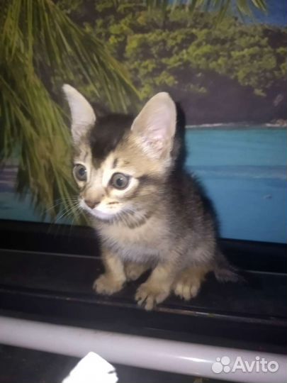 Абиссинские котята