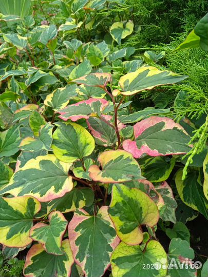 Садовое растение