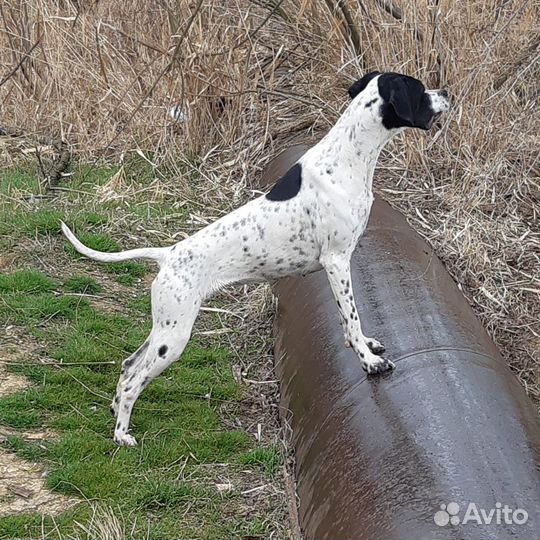 Английский пойнтер