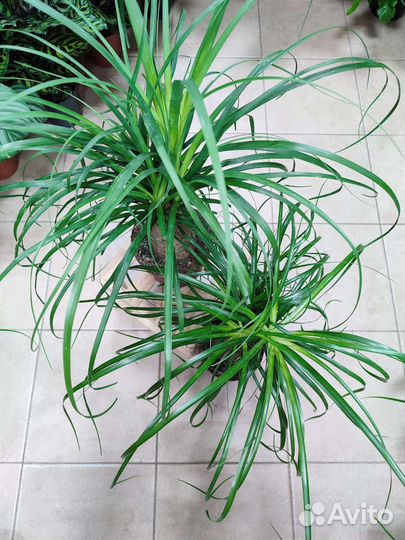 Нолина (бокарнея) высотой 63 см