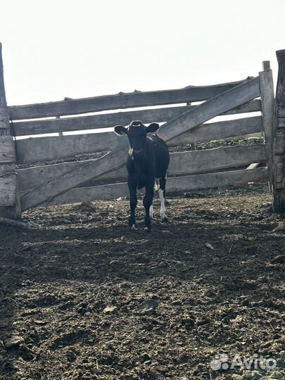 Коровы и телки