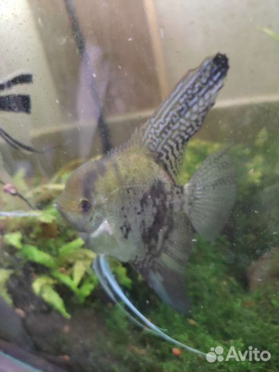 Рыбки и растения для аквариума