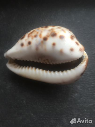 Продаю ракушку с надписью